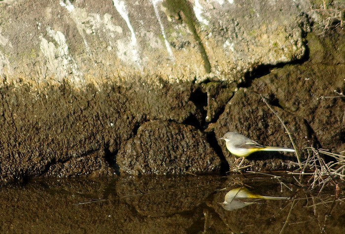 al canale di longarina